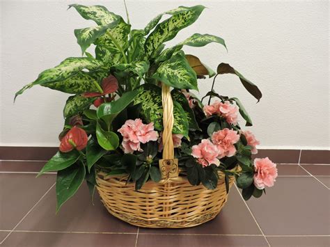 flores a domicilio cadiz|Floristería en Cádiz .